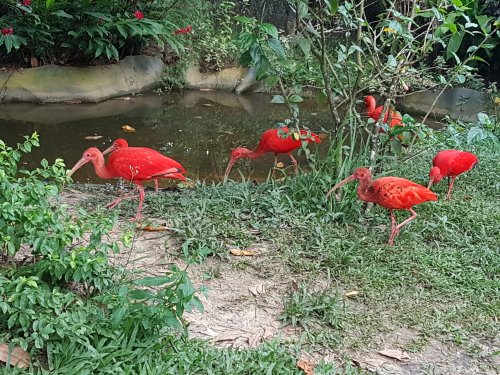 au Zoo de Cayenne - Ibis rouge